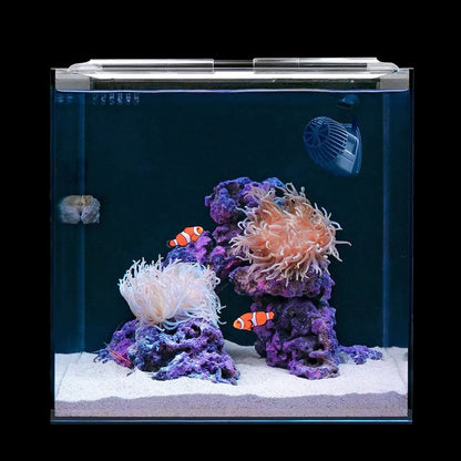 Clownfish & Anemone Aquarium Kit